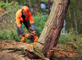 Best Seasonal Cleanup  in Kerens, TX